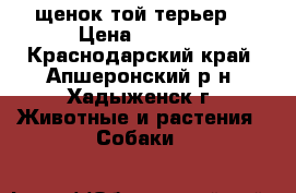щенок той терьер  › Цена ­ 3 000 - Краснодарский край, Апшеронский р-н, Хадыженск г. Животные и растения » Собаки   